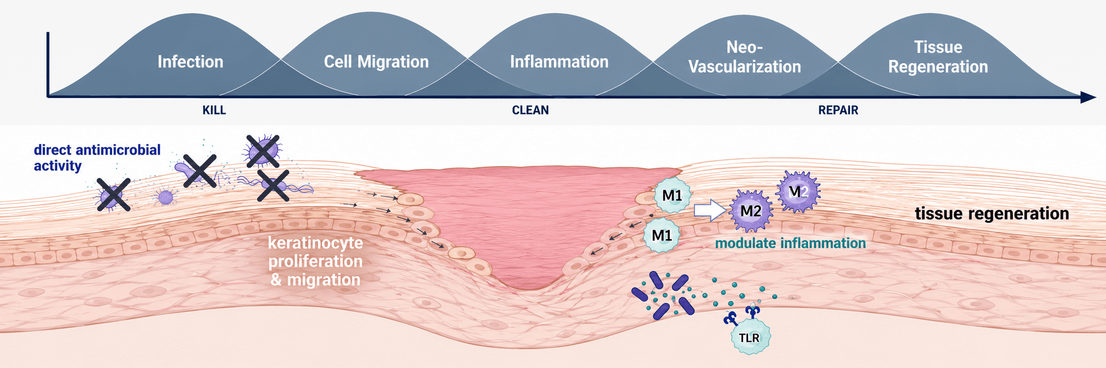 Kill, clean, repair wound-healing biology diagram